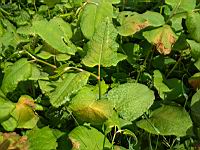 Renouee du Japon - Fallopia japonica (prise a Caluire)(4)